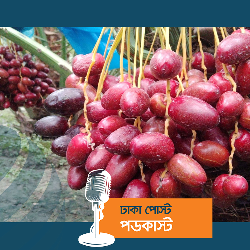 আমে ক্ষতিগ্রস্ত, সৌদি খেজুরে যুবকের বাজিমাত