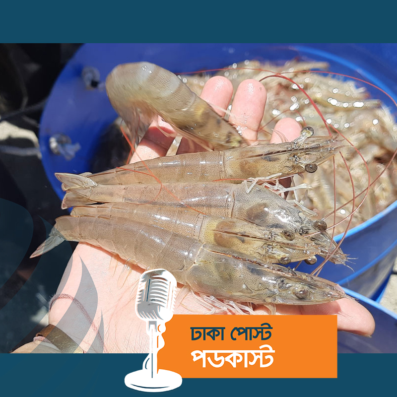 ভেনামি চিংড়ি চাষের অনুমতি পেয়েছে ১২ প্রতিষ্ঠান, উৎপাদনে দুটি