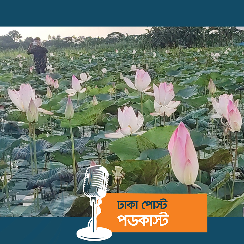 বুড়োর বিলজুড়ে গোলাপি পদ্ম