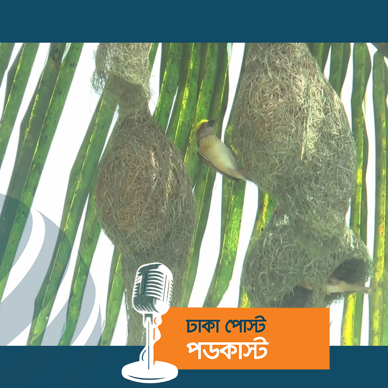 যে গ্রামের শোভা বাড়িয়েছে বাবুই পাখি