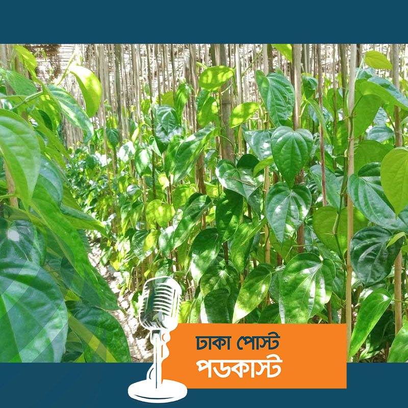 শরীয়তপুরে দাম না থাকায় বিপাকে পানচাষি