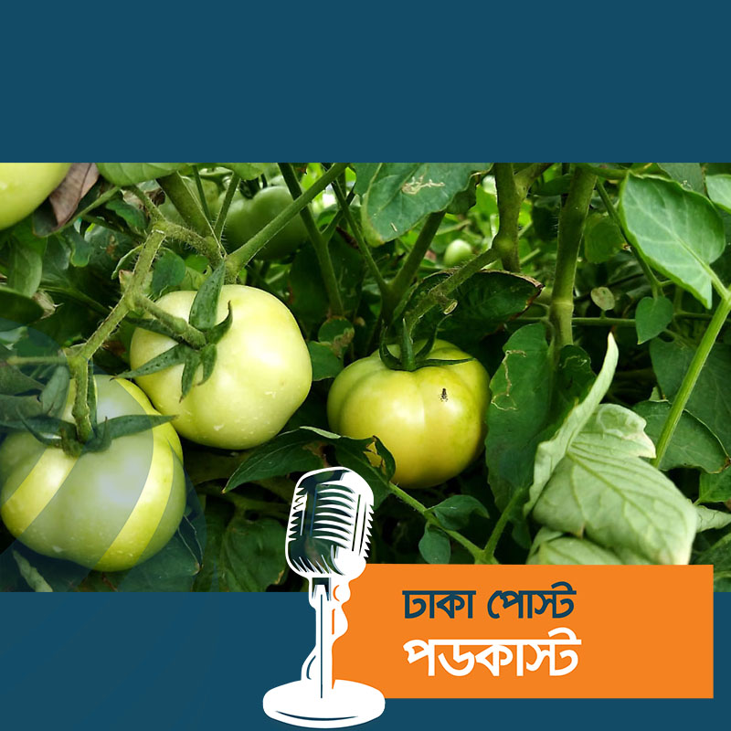 বেগুনগাছে টমেটো চাষ করে কৃষকের চমক