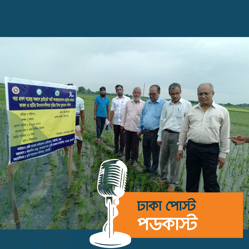 বরেন্দ্রজুড়ে আশা জাগাচ্ছে বিনা চাষে ধান