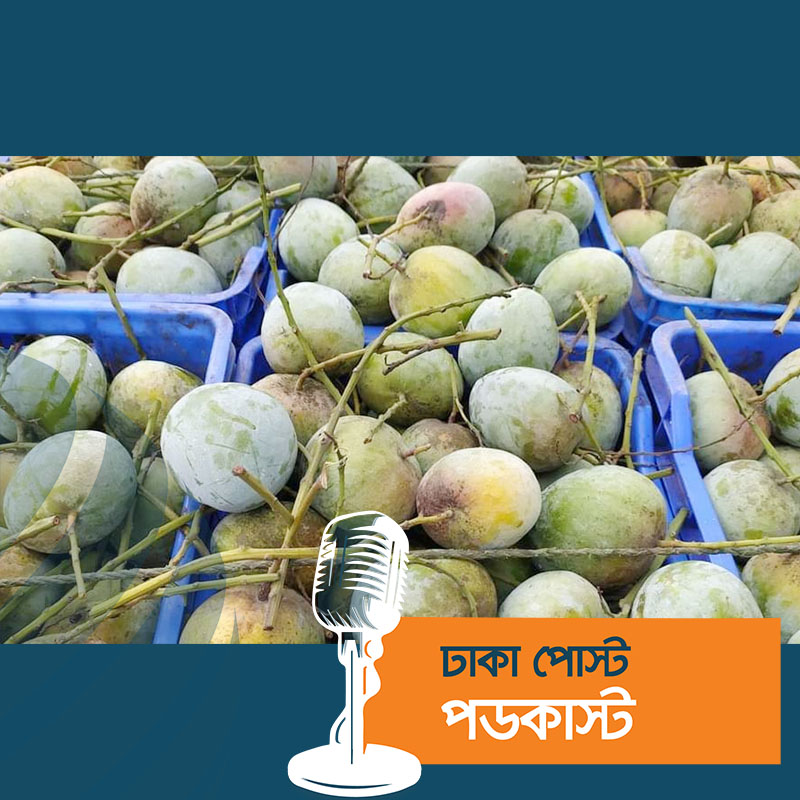 আম রপ্তানিমুখী না হলে বাড়বে সংকট