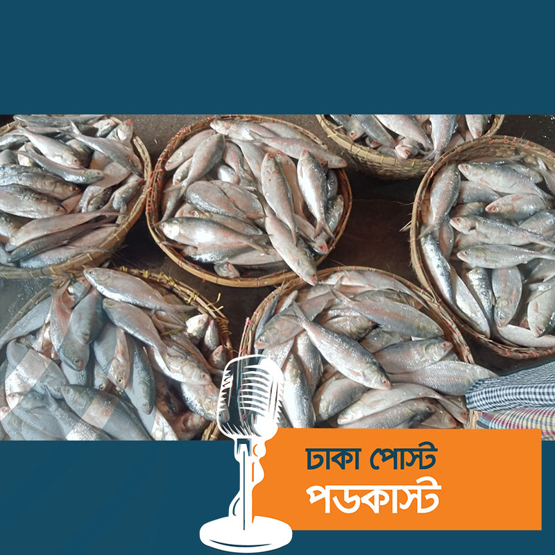 চাঁদপুর মাছঘাটে কমে গেছে ইলিশের সরবরাহ