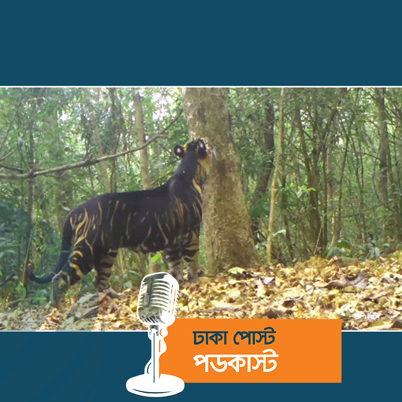 ভিডিও: দেখা মিলল ‘বিরল’ গাঢ় কালো রঙের বাঘের