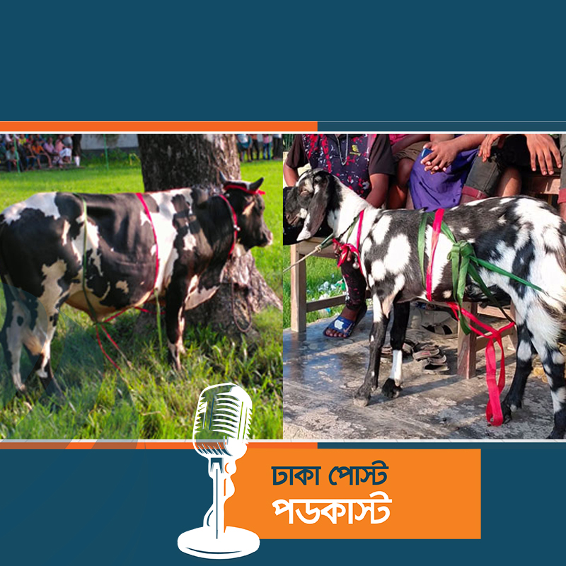 ব্রাজিলের কাছে ২-১ গোলে আর্জেন্টিনার হার, পুরস্কার গরু-ছাগল