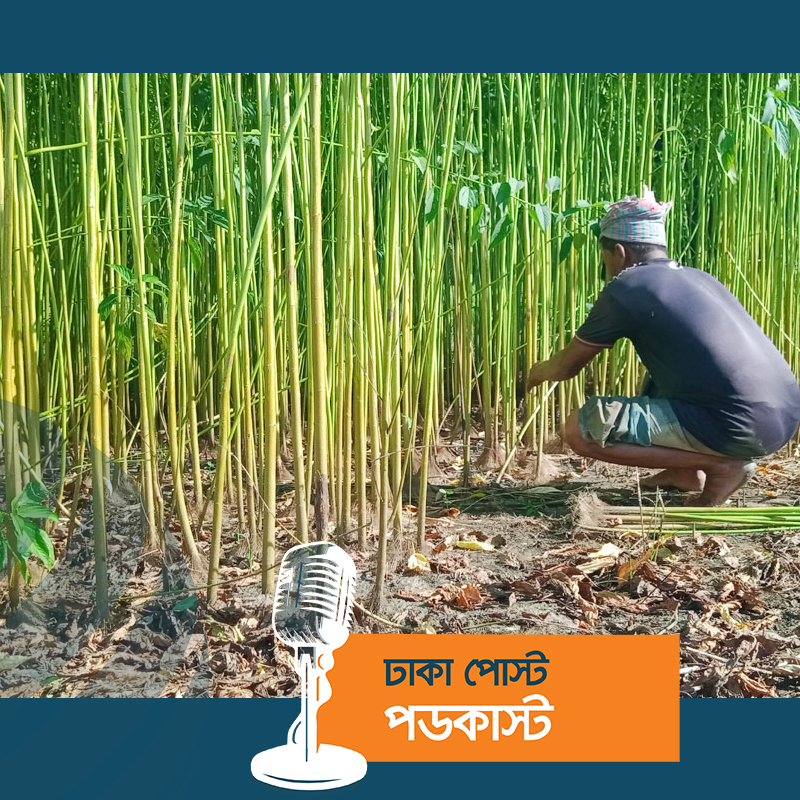 পাট নিয়ে বিপাকে শরীয়তপুরের চাষিরা