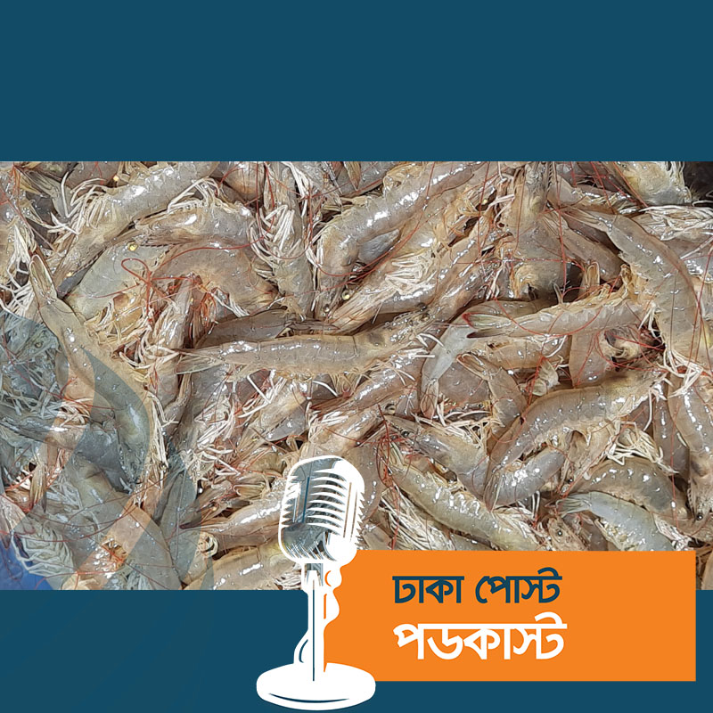 বেড়েছে ভেনামি চিংড়ির উৎপাদন, বাণিজ্যিক চাষের প্রত্যাশা31