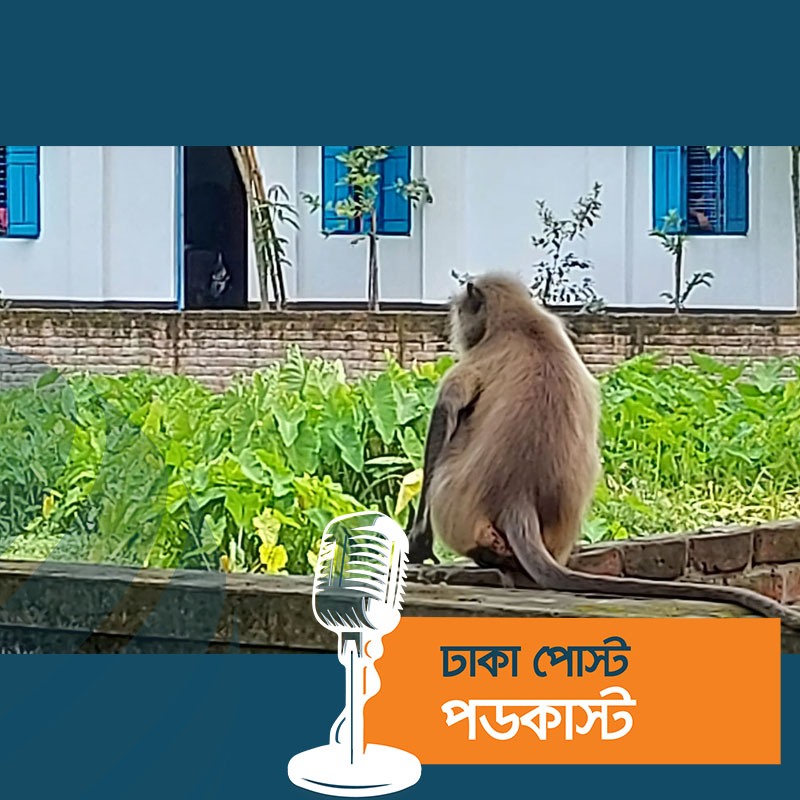 লোকালয়ে হনুমান, বিরক্ত না করার আহ্বান