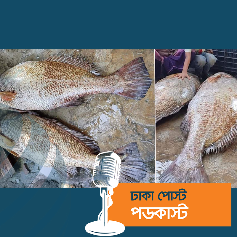 কালো পোপার আকাশচুম্বি দামের রহস্য জানালেন গবেষকরা