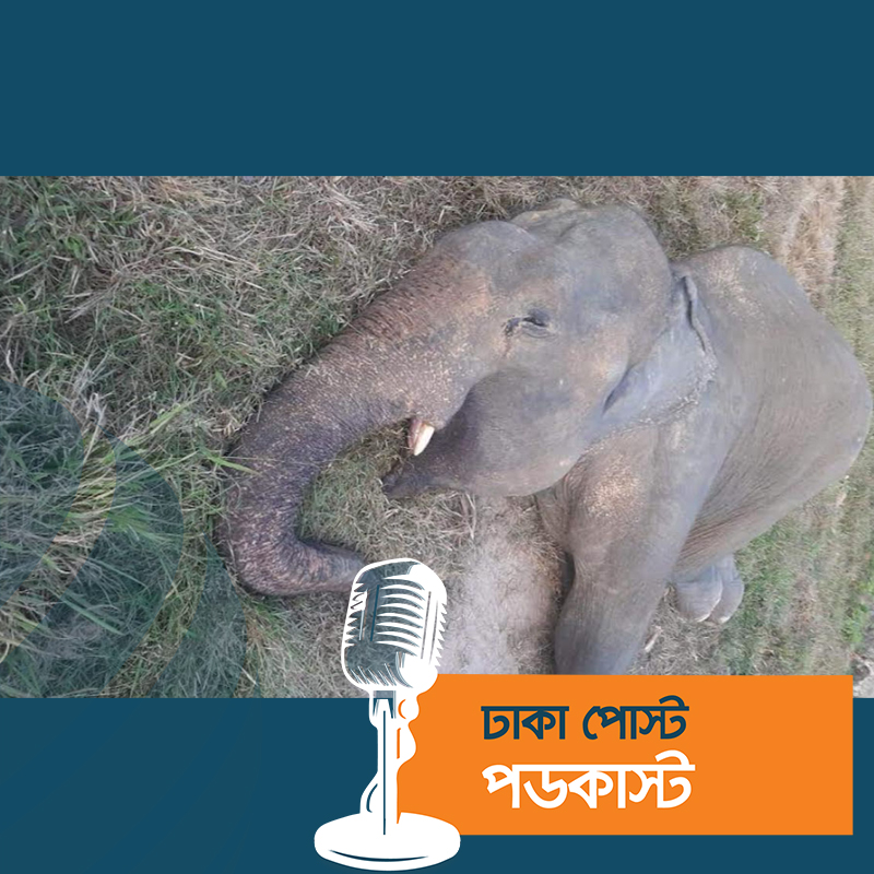 সাফারি পার্কে ২৪ ঘণ্টার ব্যবধানে আরও এক হাতির মৃত্যু