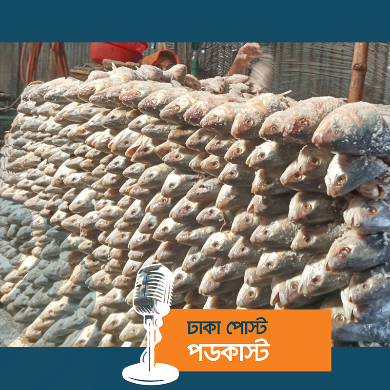 চাঁদপুরে ইলিশের ডিমের সরবরাহ কম, বিক্রি হচ্ছে আঁশ