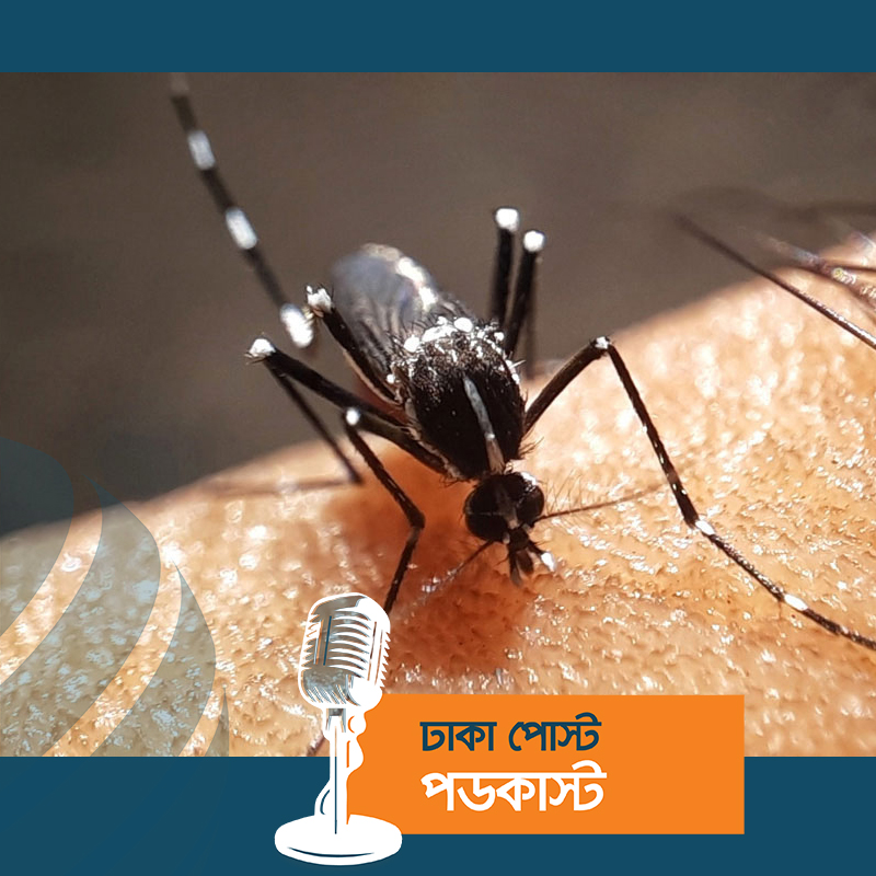 ডেঙ্গুতে আরও ৪ মৃত্যু, হাসপাতালে ভর্তি ৮৯৬