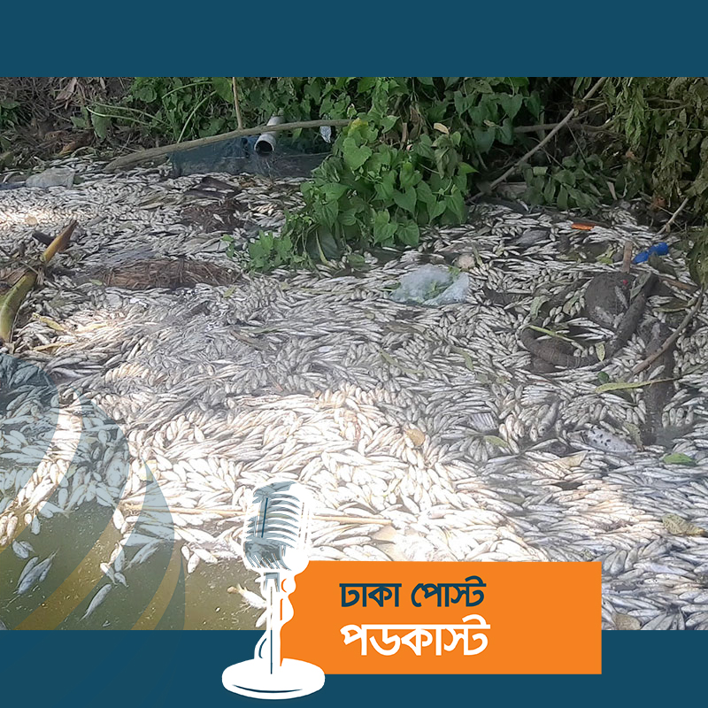 জমি নিয়ে বিরোধ, পুকুরে বিষ ঢেলে ২০০ মণ মাছ হত্যা