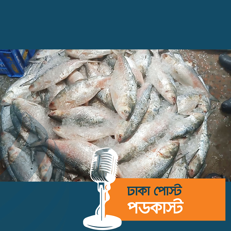 চাঁদপুরে ক্রেতা-বিক্রেতার হাঁকডাকে সরগরম ইলিশের বাজার