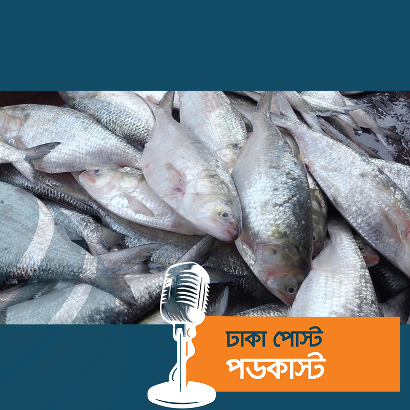 ভোলায় ঝাঁকে ঝাঁকে ধরা পড়ছে মা ইলিশ