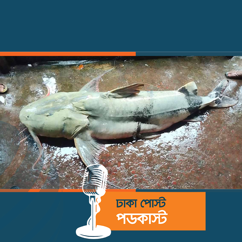 তিস্তায় ধরা পড়ল ৯২ কেজির বাঘা আইড়