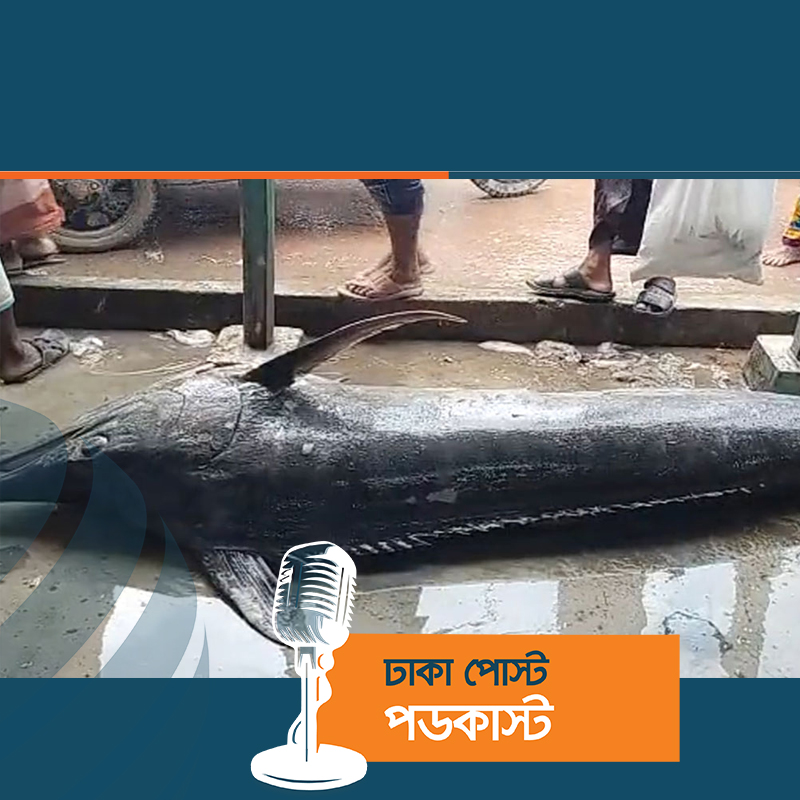 জেলের জালে ধরা পড়ল ২০০ কেজি ওজনের ব্ল্যাক মার্লিন মাছ