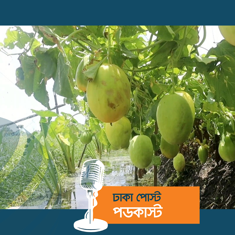 ঘের পাড়ে সাম্মাম ফল চাষে কৃষকের চমক