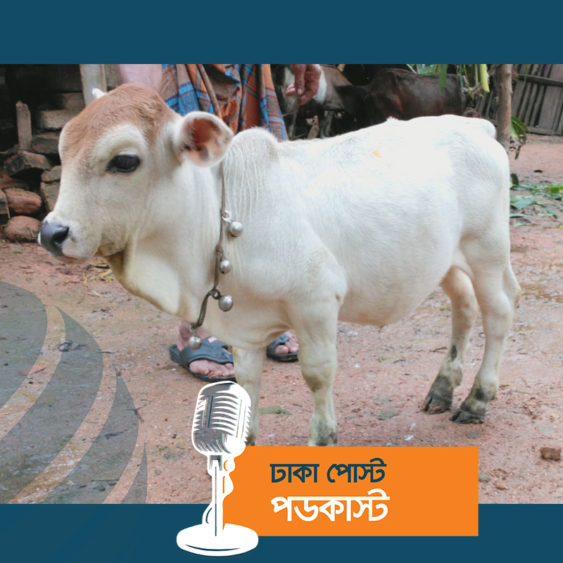 বিশ্বের সবচেয়ে ছোট গরু হতে পারে যশোরের ‘টুনটুনি’