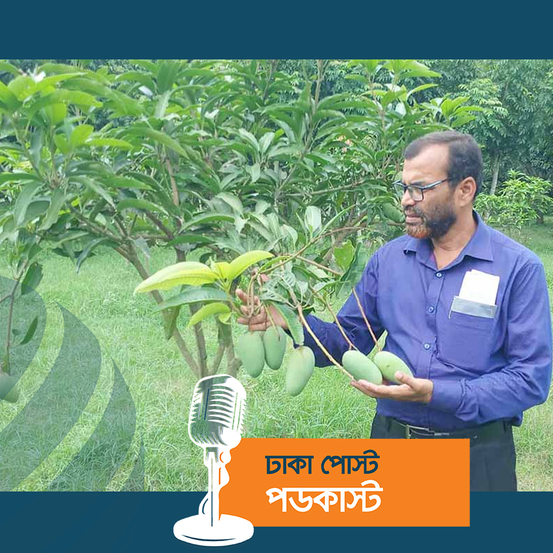 ইউটিউব দেখে আড়াই বিঘা জমিতে আম বাগান করেছেন বুলবুল