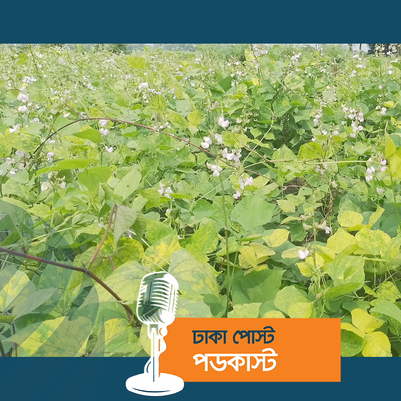 আগাম শিম চাষে ঝুঁকছেন নওগাঁর কৃষকরা