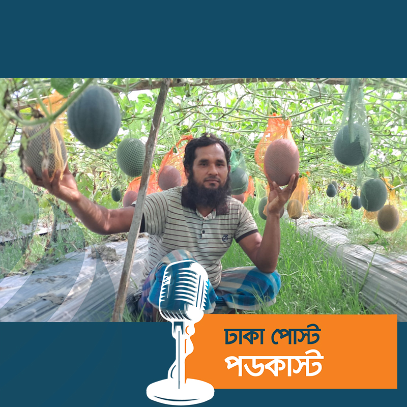 ইউটিউব দেখে ব্ল্যাক কুইন তরমুজ চাষে সফল মোফাজ্জল