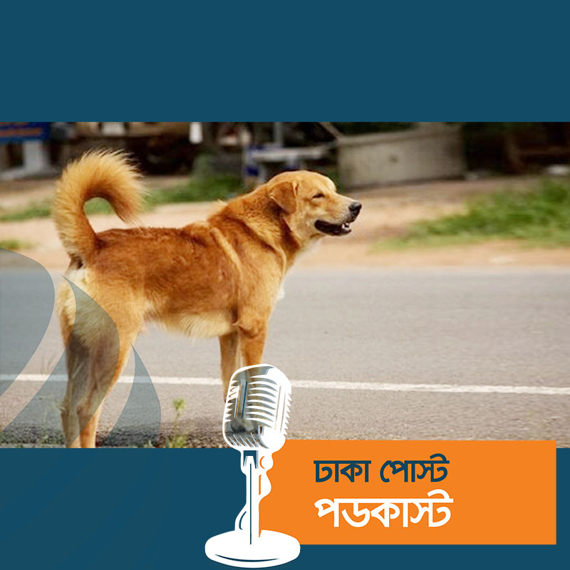 ব্রাহ্মণবাড়িয়ায় পাগলা কুকুরের কামড়ে অর্ধশতাধিক আহত