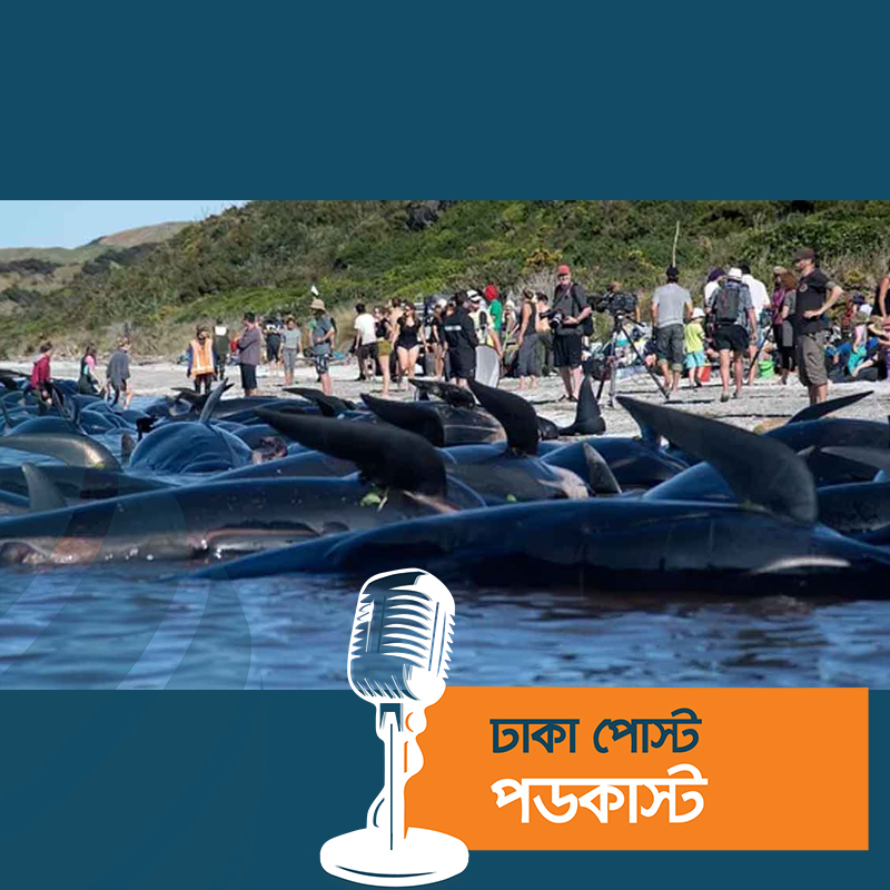 অস্ট্রেলিয়ায় সৈকতে আটকে পড়া ২০০ তিমির মৃত্যু