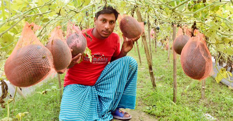 প্লাস্টিক মালচিং পদ্ধতিতে সংরক্ষণ করা তরমুজ দেখাচ্ছেন হাসান
