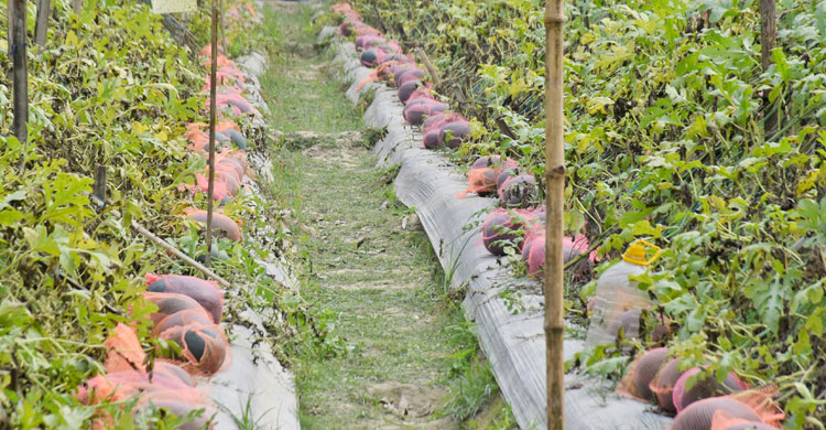 প্লাস্টিক মালচিং পদ্ধতিতে রাখা সারি সারি শীতকালীন তরমুজ