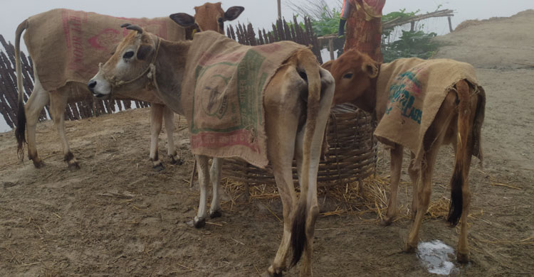 শীতে জবুথবু গৃহপালিত পশু