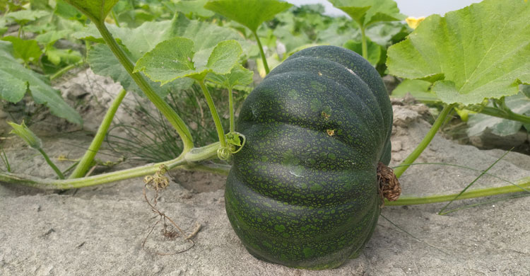 মিষ্টিকুমড়ার ফলনও হয়েছে ভালো