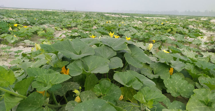 মিষ্টিকুমড়ার বিশাল খেত