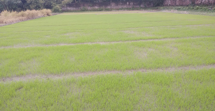 নষ্ট হয়ে গেছে এসব হালি চারা