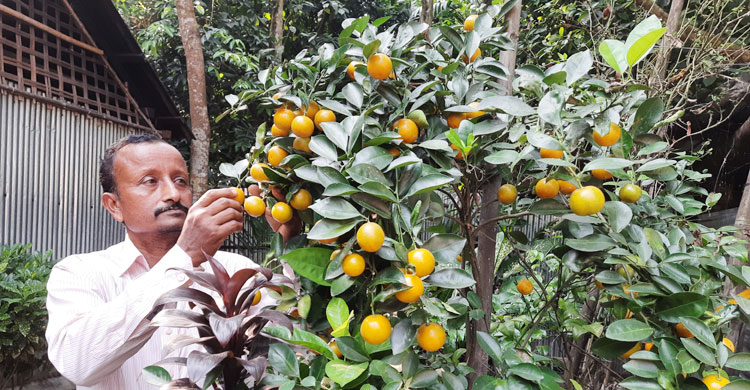 নিজের বাগানের কমলা দেখছেন এক কমলাচাষি