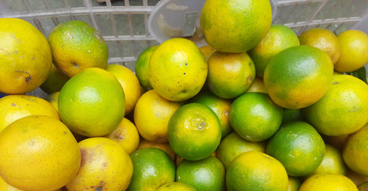 পঞ্চগড়ে সমতল ভূমিতে উৎপাদিত রসালো ও সুস্বাদু কমলা