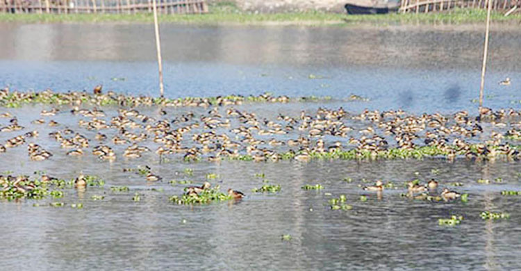 করতোয়া নদীতে পরিযায়ী পাখি