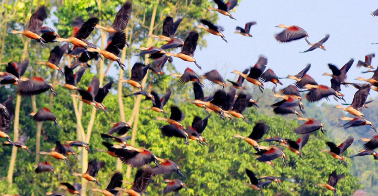 পরিযায়ী পাখিদের ওড়াউড়ি