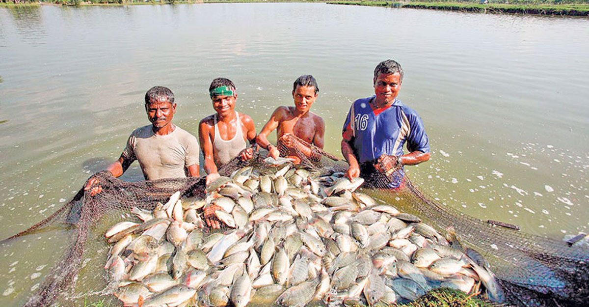 জলবায়ুর ঝুঁকি মোকাবিলা করে বাড়বে মাছের উৎপাদন