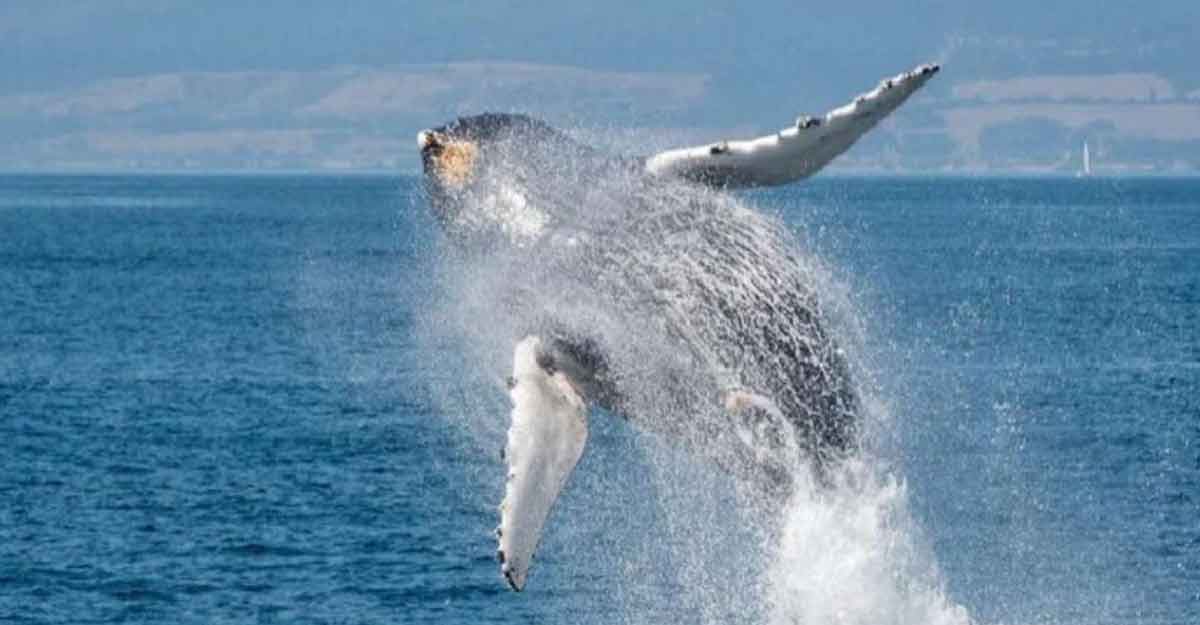 হঠাৎ লাফিয়ে উঠল ৯০ ফুট দীর্ঘ নীল তিমি!