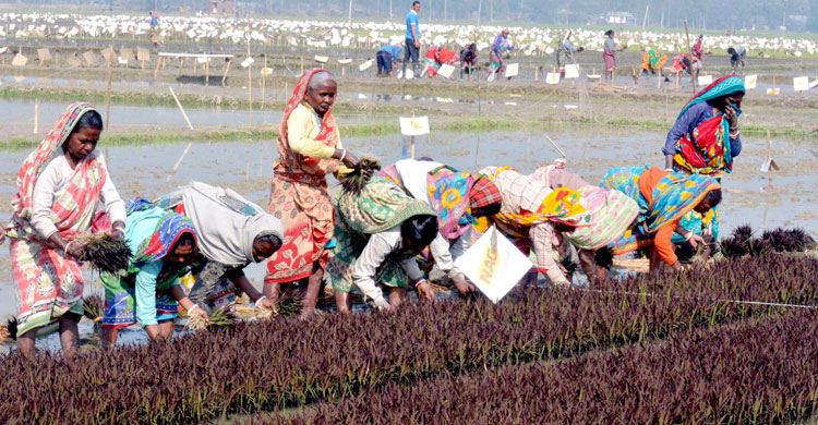 নারী-পুরুষ ধানগাছ লাগাচ্ছেন