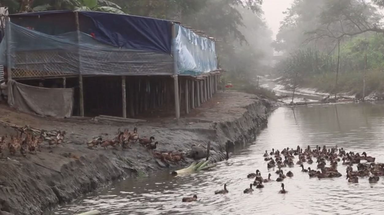 পানিতে গোসল করছে হাঁস