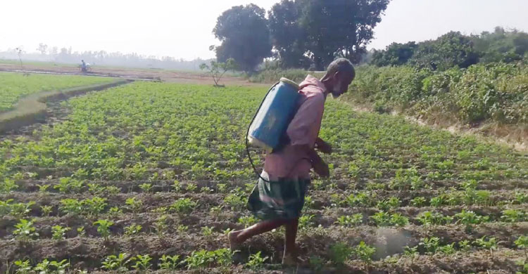 জমিতে কীটনাশক দিচ্ছেন এক কৃষক