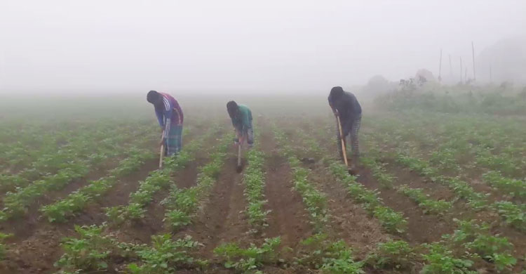 আলুখেত পরিচর্যা করছেন কৃষকরা