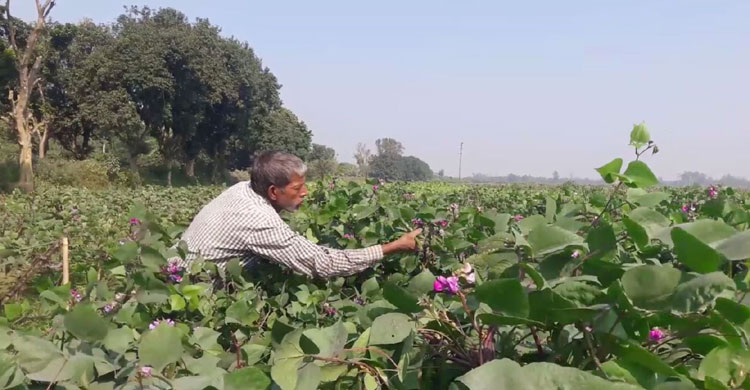 গাছ থেকে শিম সংগ্রহ করছেন চাষি