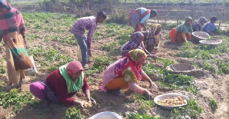 খেত থেকে আলু তুলছেন কিষানিরা