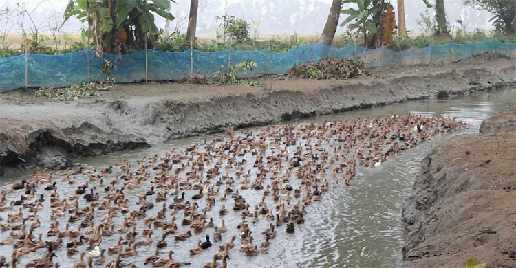 খামারের হাঁস