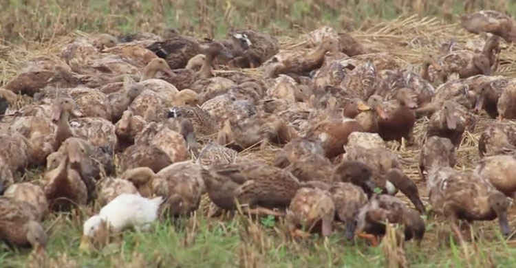 মাঝেমধ্যে প্রাকৃতিক খাবার খেতে ছেড়ে দেওয়া হয় হাসগুলোকে